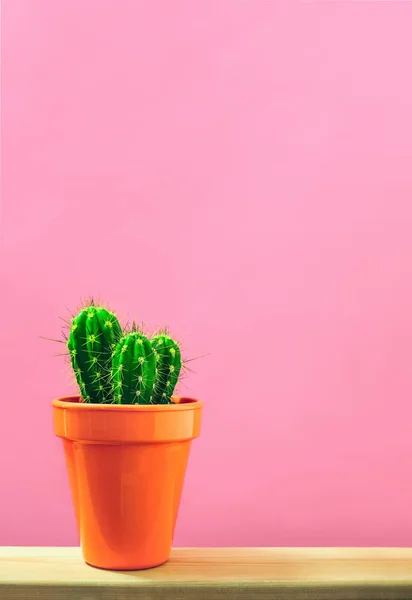 Cactus Una Pentola Piedi Tavolo Vista Frontale Con Uno Spazio — Foto Stock