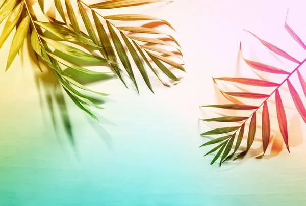 夏季热带棕榈叶平躺背景与空白空间 程式化形象 — 图库照片