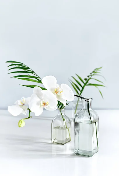 White Orchid Flower Palm Leaves Vases Table Top Front View — Stock Photo, Image