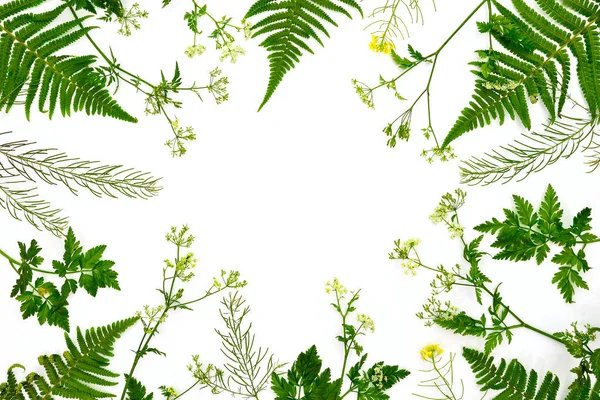 草本植物学装饰背景 平躺构图 文字空间 — 图库照片