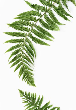 Metin, düz koymak için bir yer ile arka plan eğreltiotu yaprakları 