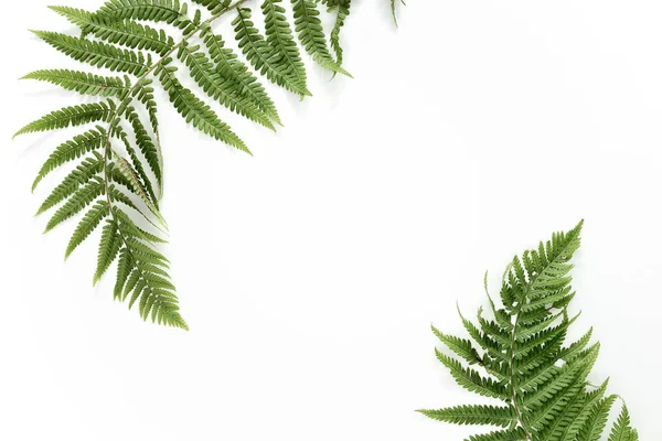 Fern Leaves Background Space Text Flat Lay — Stock Photo, Image