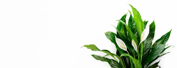 Bandiera Sfondo Floreale Spathiphyllum Con Uno Spazio Vuoto Testo — Foto Stock