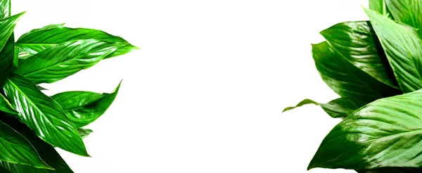 テキスト 空白文字と緑葉の背景 — ストック写真
