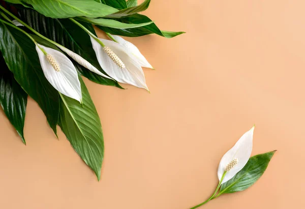 Sfondo Floreale Neutro Decorato Con Spathiphyllum Vista Dall Alto Spazio — Foto Stock