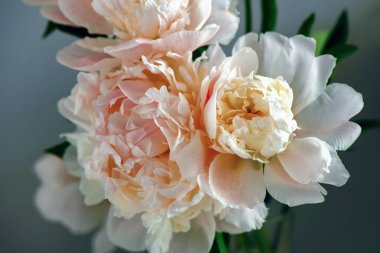 Peonies buket, yakın ön göster