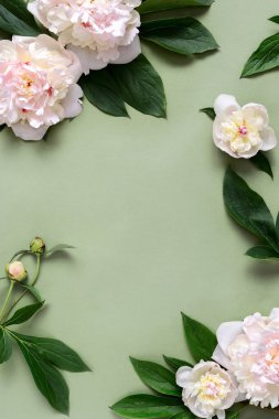 Kopya alanı ile şakayık arka plan 