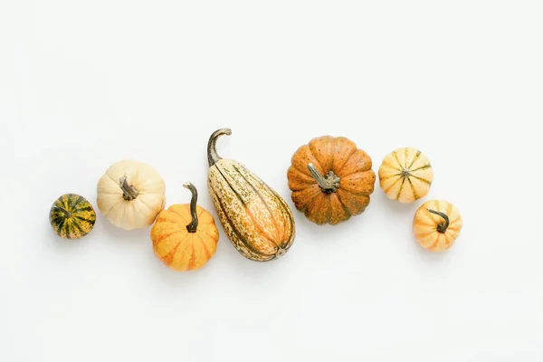 Minimalist fall background with various pumpkins set in a row — Stock Photo, Image