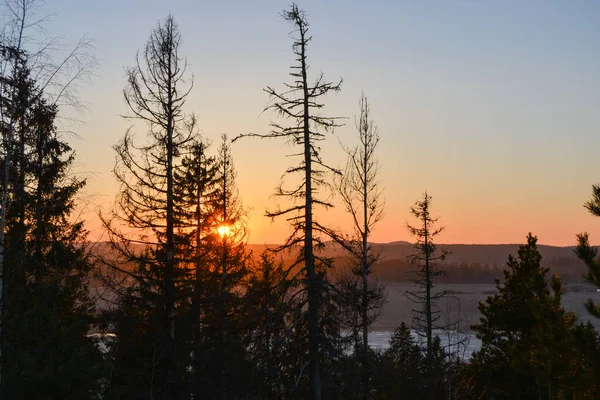 Coucher Soleil Sur Une Colline Dans Forêt Russie Printemps Silhouette — Photo