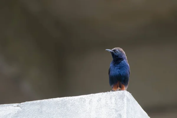 Indisches Rotkehlchen Copsychus Fulicatus Hockt Auf Einer Mauer — Stockfoto