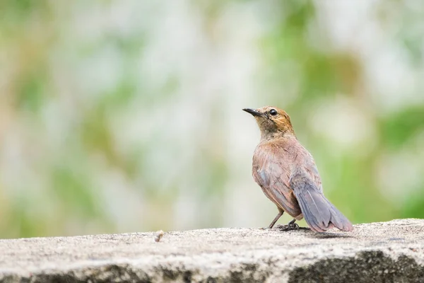 Brown Rock Chat Oenanthe Fusca Percing Wall — стоковое фото