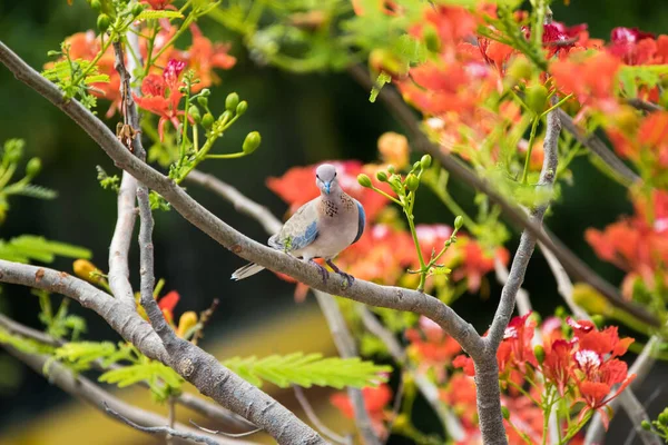 Gülen Güvercin Streptopelia Senegalensis Parlak Kırmızı Turuncu Çiçeklerle Ağaçta Tünemiş — Stok fotoğraf