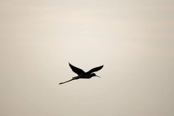 Silhouette of a bird flying on a clear evening