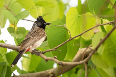 Kırmızı havalandırmalı bulbul (Pycnonotus cafer) parlak yeşil yapraklı bir ağaca tünemiş.