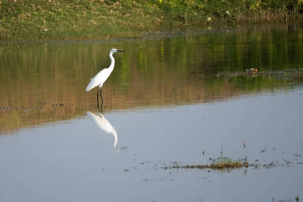 湖の中に立っている間に捕獲された白い偉大な挨拶 Ardea Alba 独自の反射と一緒に — ストック写真