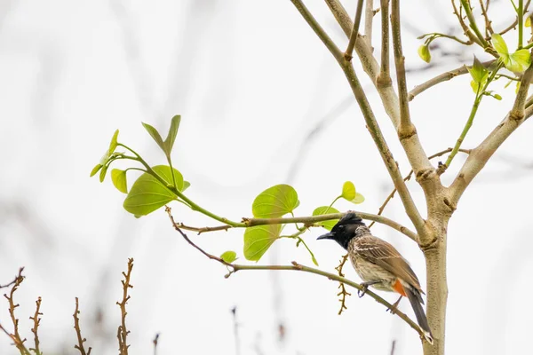 Pycnonotus Cafer 나뭇가지에 — 스톡 사진