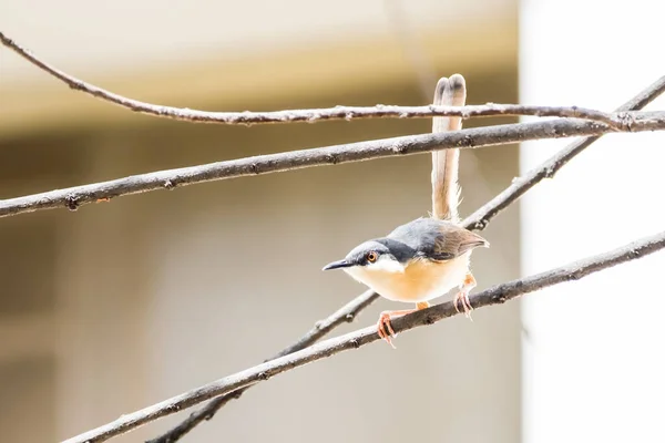 나뭇가지에 Ashy Prinia Prinia Socialis — 스톡 사진