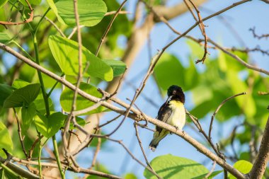 Mor popolu Sunbird (Leptocoma zeylonica) parlak yeşil yapraklı bir ağaca tünemiştir..