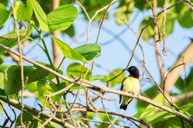 Mor popolu Sunbird (Leptocoma zeylonica) parlak yeşil yapraklı bir ağaca tünemiştir.