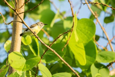 Mor popolu Sunbird (Leptocoma zeylonica) parlak yeşil yapraklı bir ağaca tünemiştir.
