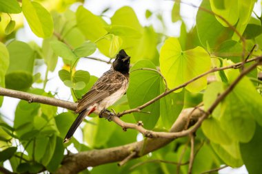 Kırmızı havalandırmalı bulbul (Pycnonotus cafer) parlak yeşil yapraklı bir ağaca tünemiş.