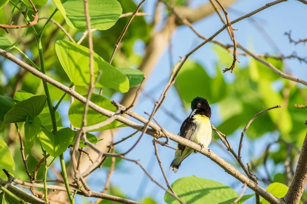 Пурпурний Гуркіт Sunbird Leptocoma Zeylonica Сів Дереві Яскраво Зеленим Листям — стокове фото