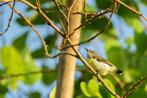 Пурпурний Гуркіт Sunbird Leptocoma Zeylonica Сів Дереві Яскраво Зеленим Листям — стокове фото