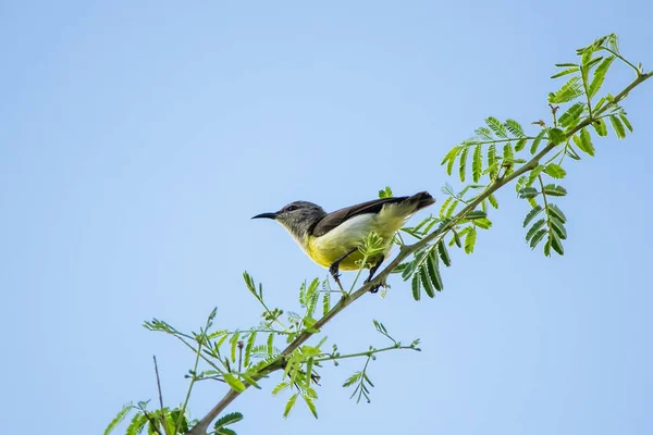 Purple Rumped Sunbird Leptocoma Zeylonica Captured While Walking Twig — Stock Photo, Image