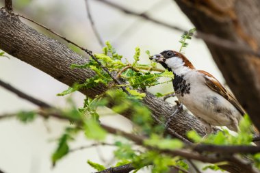 Sparrow Hanesi (Passer domesticus) ağzında yemekle bir ağaç dalına tünemektedir.