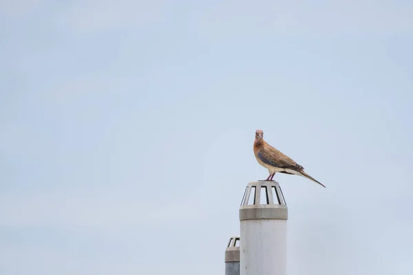 Голуб Streptopelia Senegalensis Сів Вихлопну Трубку — стокове фото