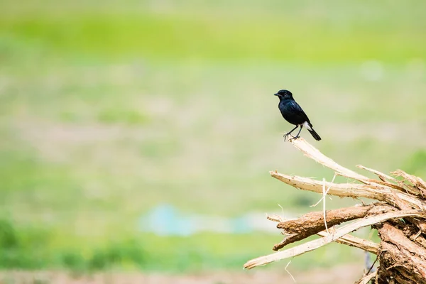 Porträt Des Schwarzkopfbuschs Saxicola Caprata Thront Auf Einem Holzstumpf Mit — Stockfoto