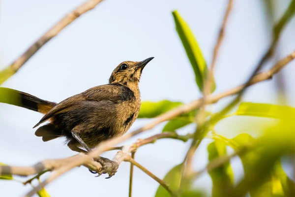 Brown Rock Chat Aka Indian Chat Oenanthe Fusca Perché Sur — Photo