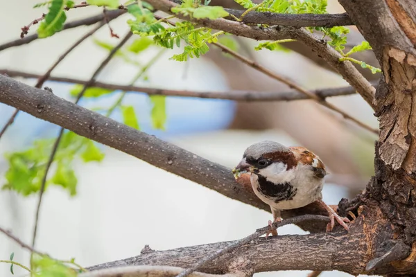 Sparrow Hanesi Passer Domesticus Ağzında Yemekle Bir Ağaç Dalına Tünemektedir — Stok fotoğraf