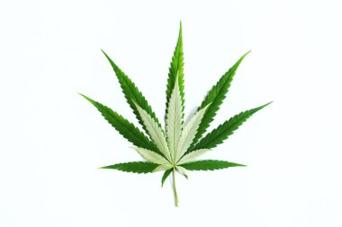 Beyaz zemin üzerinde esrar veya marihuana yeşil yaprakları Kopyalama alanı ile.