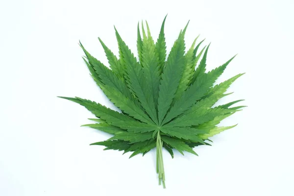 Cannabis Eller Marijuana Gröna Blad Vit Bakgrund Med Kopia Utrymme — Stockfoto