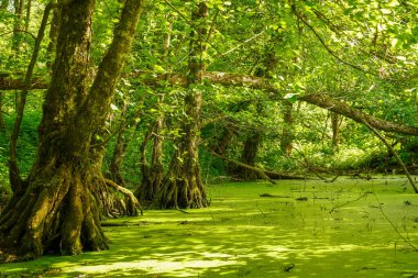 Bataklığın yeşil suyu ve ormanın