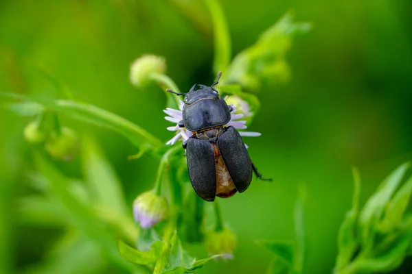 Insecto Negro Colgando Una Pequeña Flor — Foto de Stock