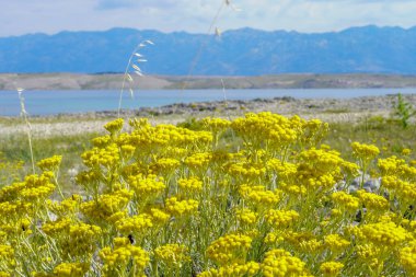 Sarı çiçek tarlaları ve dağ.