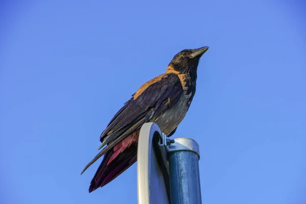 Corvo Casa Corvus Splendens Também Conhecido Como Mandíbula Indiana Corvo — Fotografia de Stock