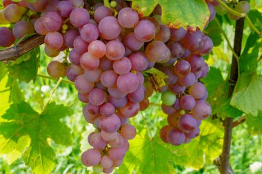 Sarmaşıktaki kırmızı üzümler