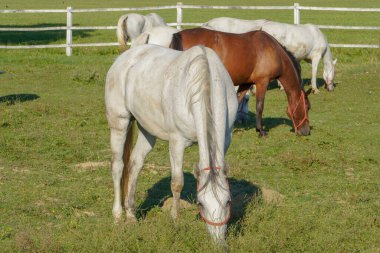 Yaz sabahları otlayan bir at sürüsü.