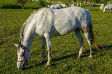 Tarlada ot yiyen güzel beyaz bir at.