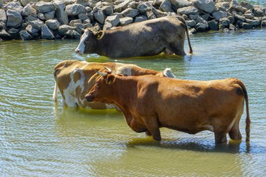 Sava nehri, Doğa parkı Lonjsko polye-Hırvatistan 'da taze inekler sürüsü