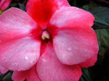 Pembe Çiçek 'in yakın çekimi