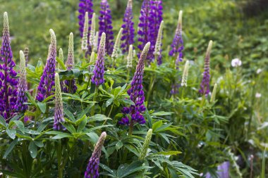 Haziran 'da çiçek açan mor lupin