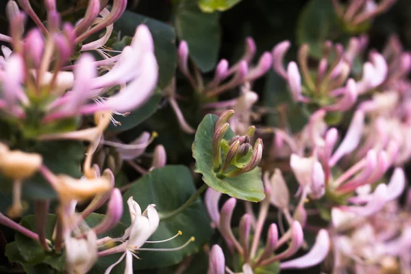 Madreselva rosa floreciente sobre un fondo de hojas verdes — Foto de Stock