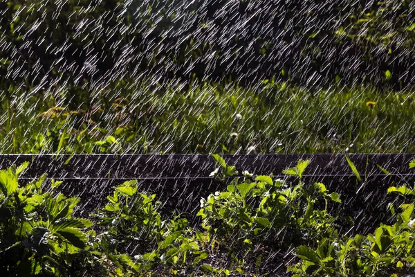 大雨倾泻在草莓上。阵阵雨在阳光下闪闪发光 — 图库照片