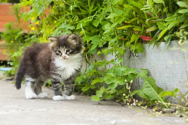 Fluffy kitten stands on a background of green plants — Stock Photo, Image