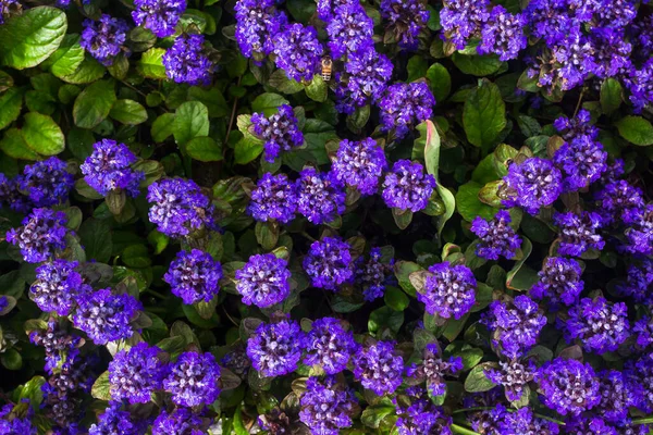 Ajuga reptans Es una planta herbácea con flores, nativa de Europa. — Foto de Stock