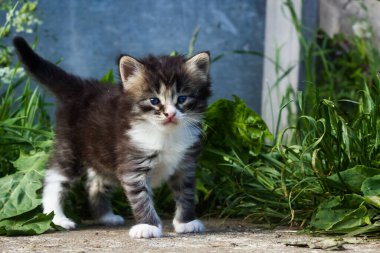 Tüylü kedi yavrusu yeşil bitkilerin arka planında duruyor.